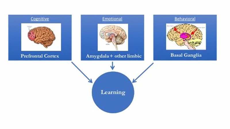 The neuroscience is clear in showing that the training medium needs to broadly engage multiple learning centers in the brain (like scenario-based video), and that training must be ongoing and spaced over time